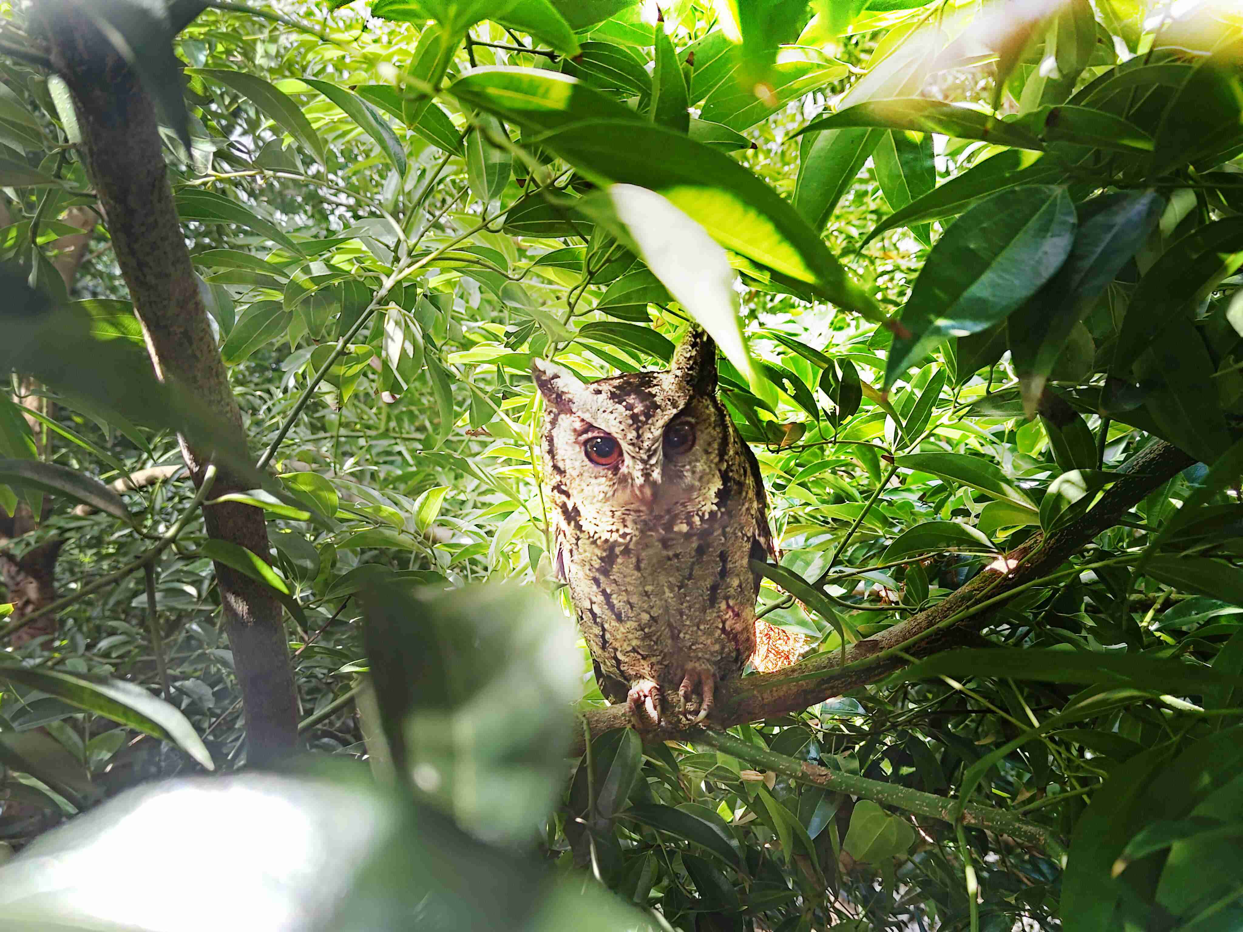 龙门国际致力提倡净零绿生活，，，16年以来在全球各厂区植树逾百万棵，，造就各厂区树木蔚然成林，，犹如森林工厂，，，，成为许多生物的栖息地